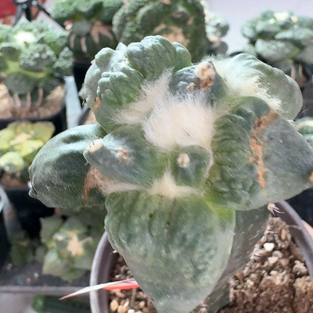 【闪购商品】无花朵海*青栗源怒涛142