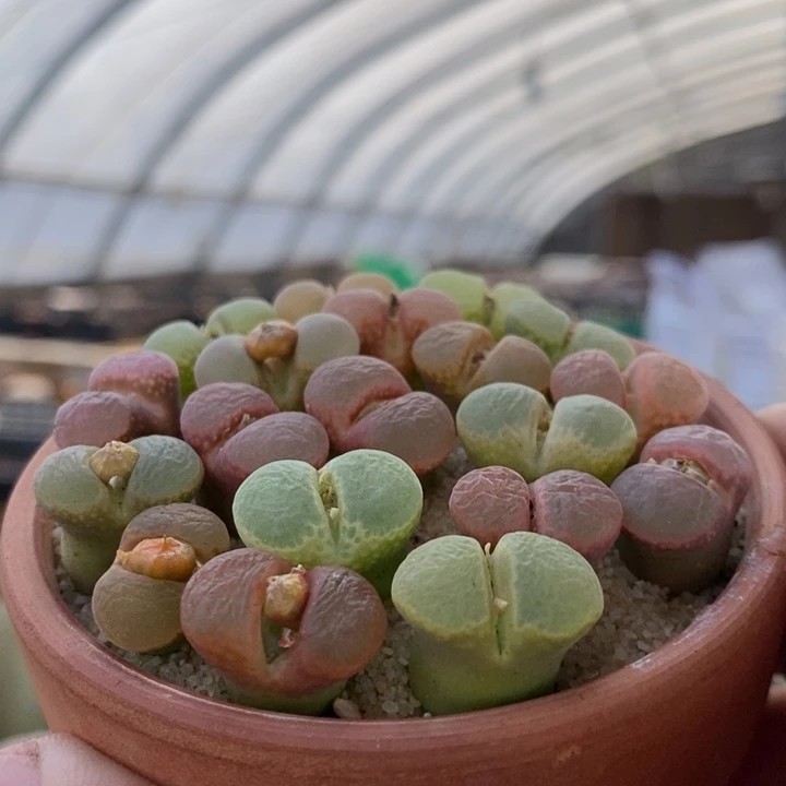 单头好风铃母本一颗