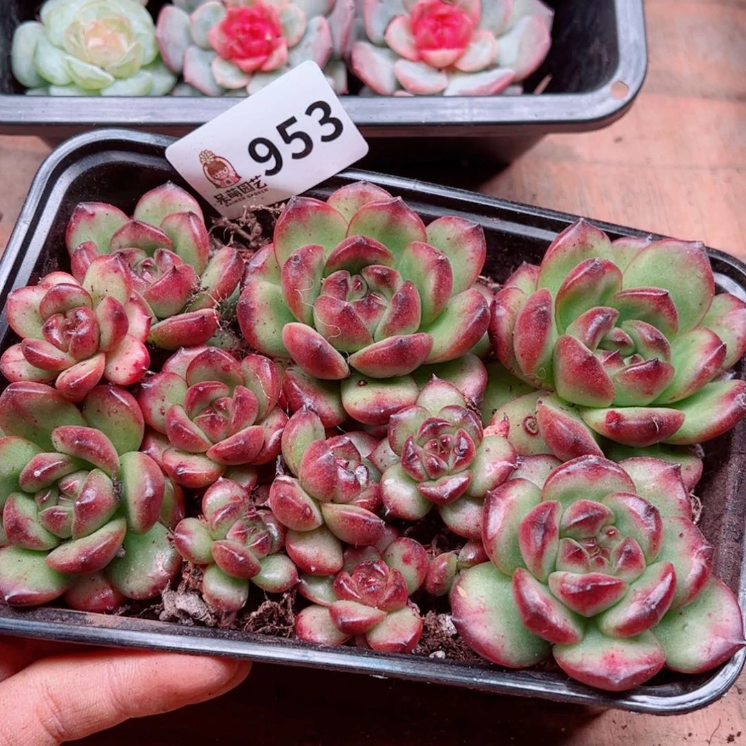 多肉植物多肉植物