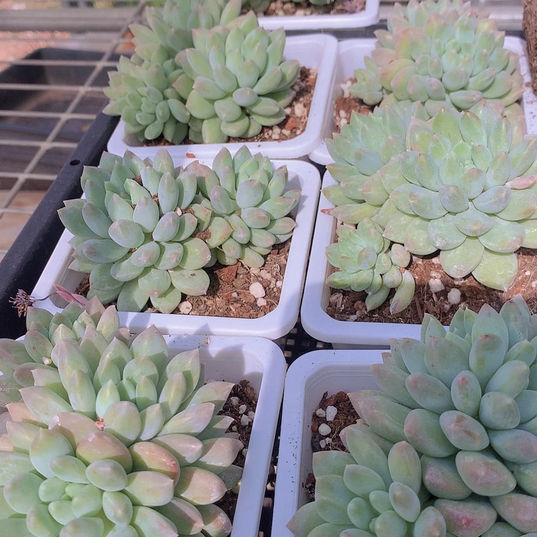 七彩奶糖345678“oolpp