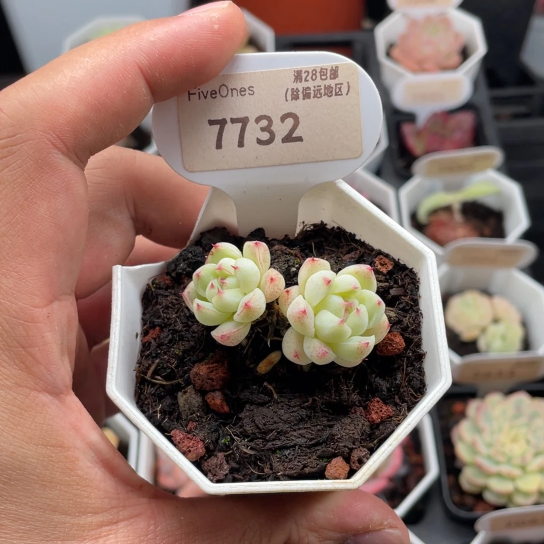 冰山7732-4.0厘米