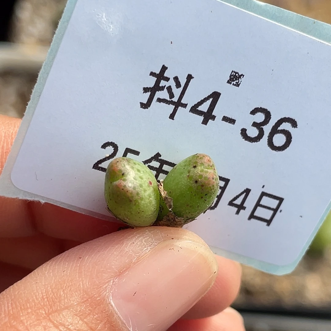 4-36斑马多肉植物