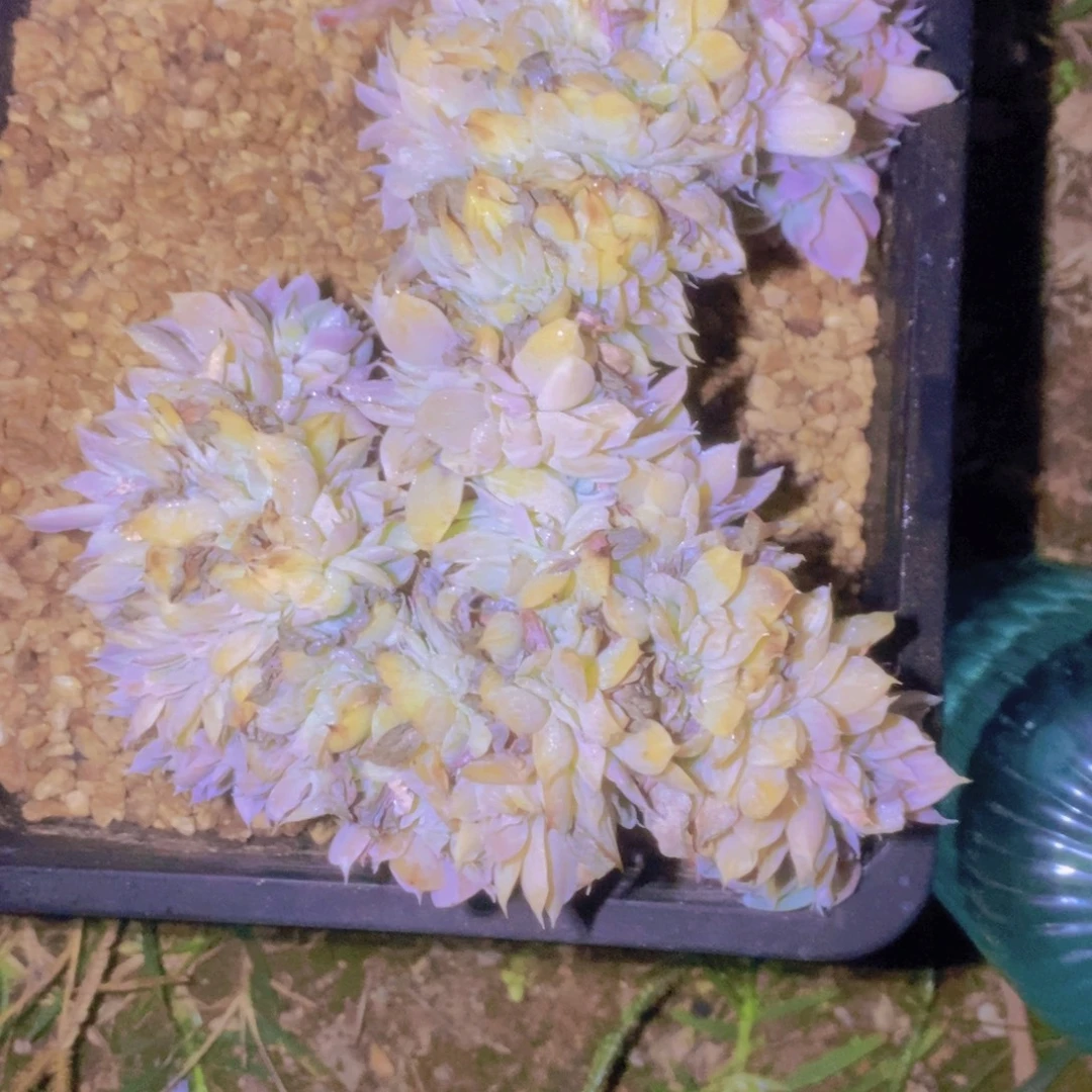 青***烤噢好啦你就放心嘛明天