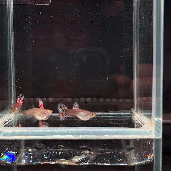 孔雀鱼红草4条三公一母