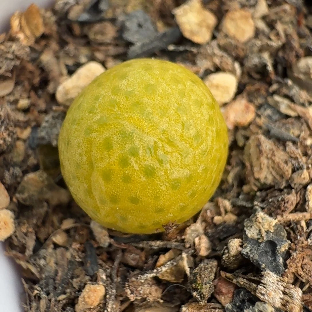 267脱土发货00000000000