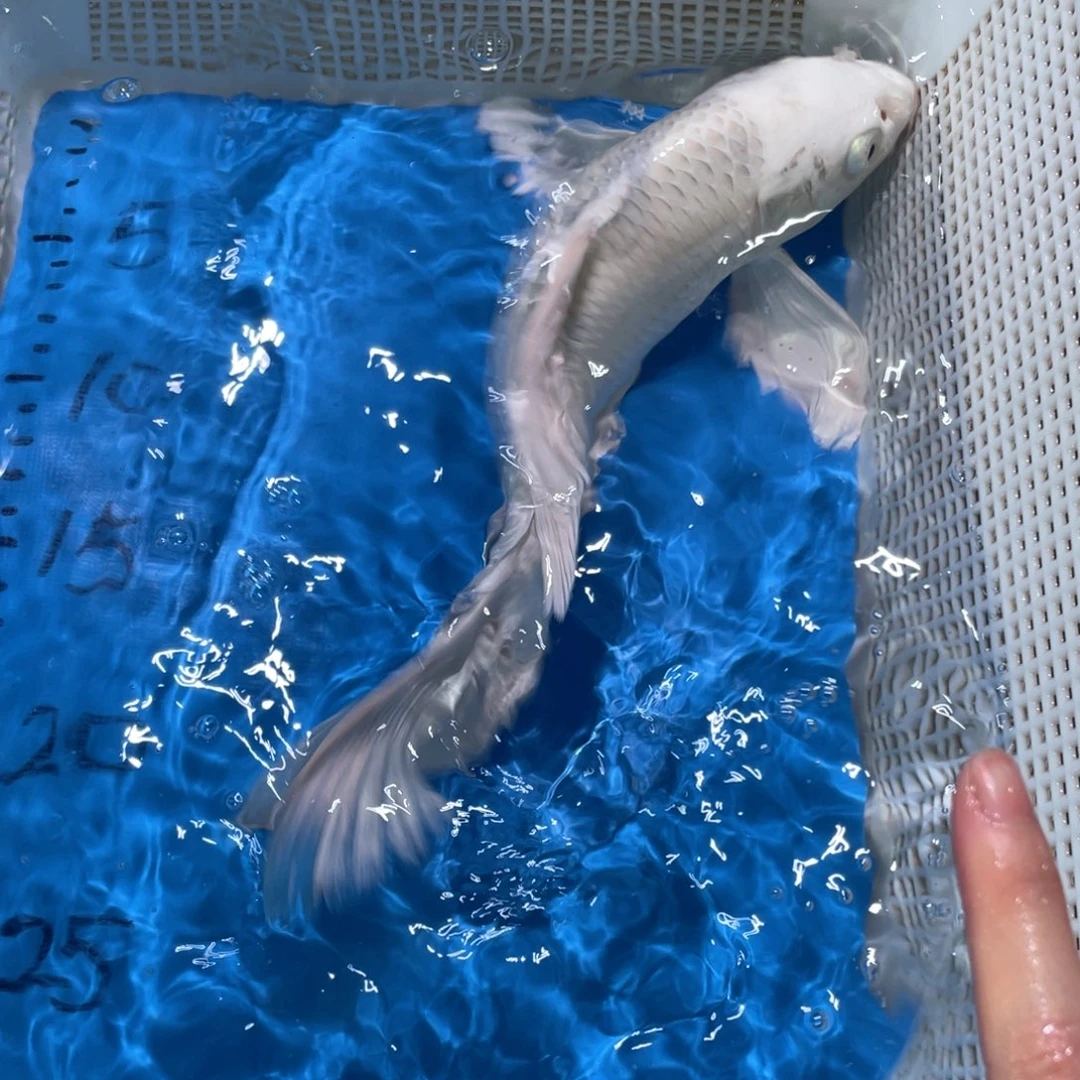 锦鲤锦鲤鲤鱼蝴蝶鲤鱼