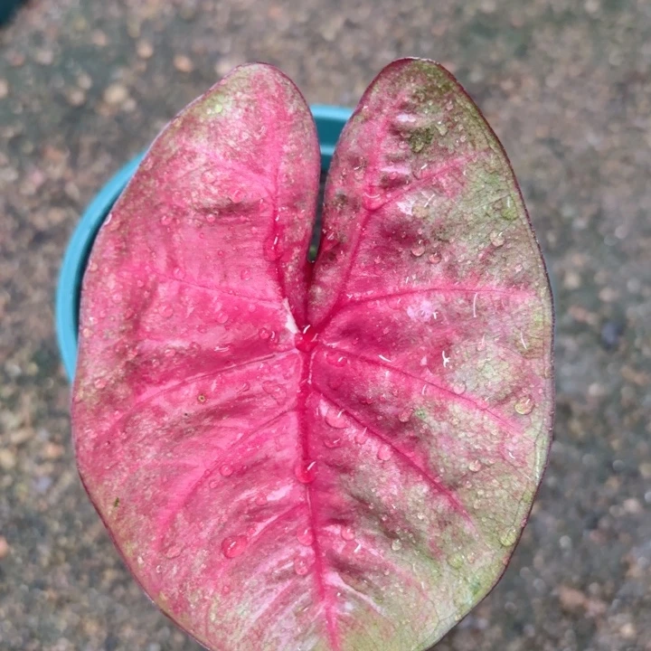 不开花植物泰彩玫红