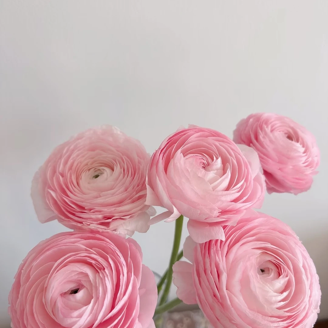 云南河内洋牡丹鲜切花长花期室内家居办公室装饰水养插花鲜花多头