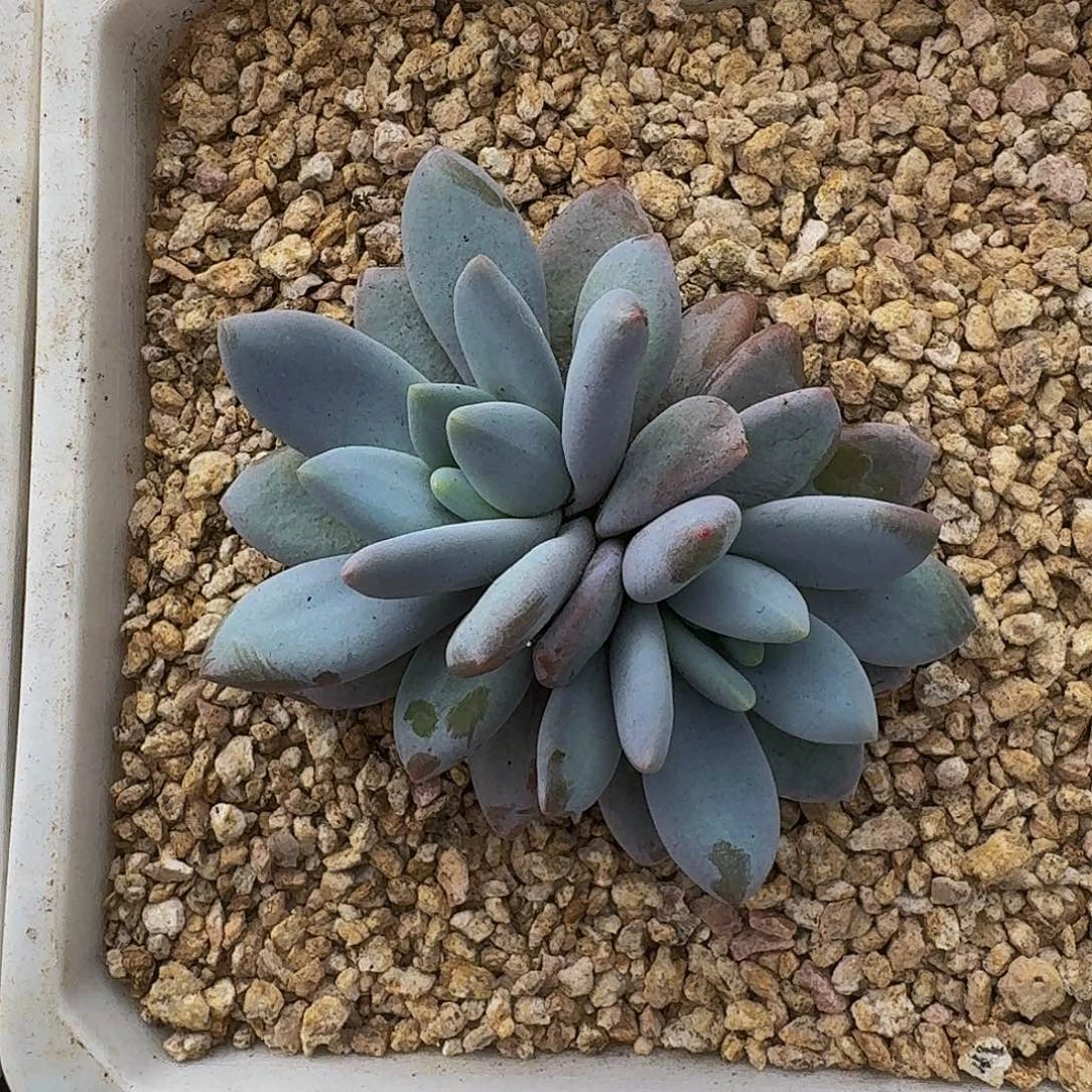 橙龙 双头 一物一拍