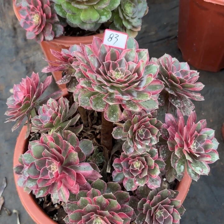 083黑魔锦不包化水小损