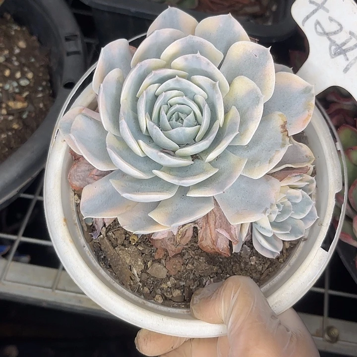 两单包邮，一物一拍221鲁士锦