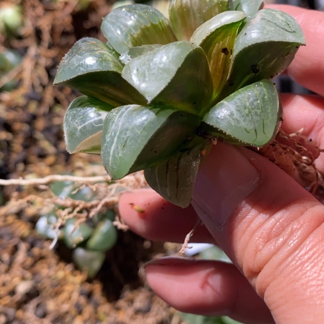 3177 一颗实生咖啡锦 白咖 点赞福利