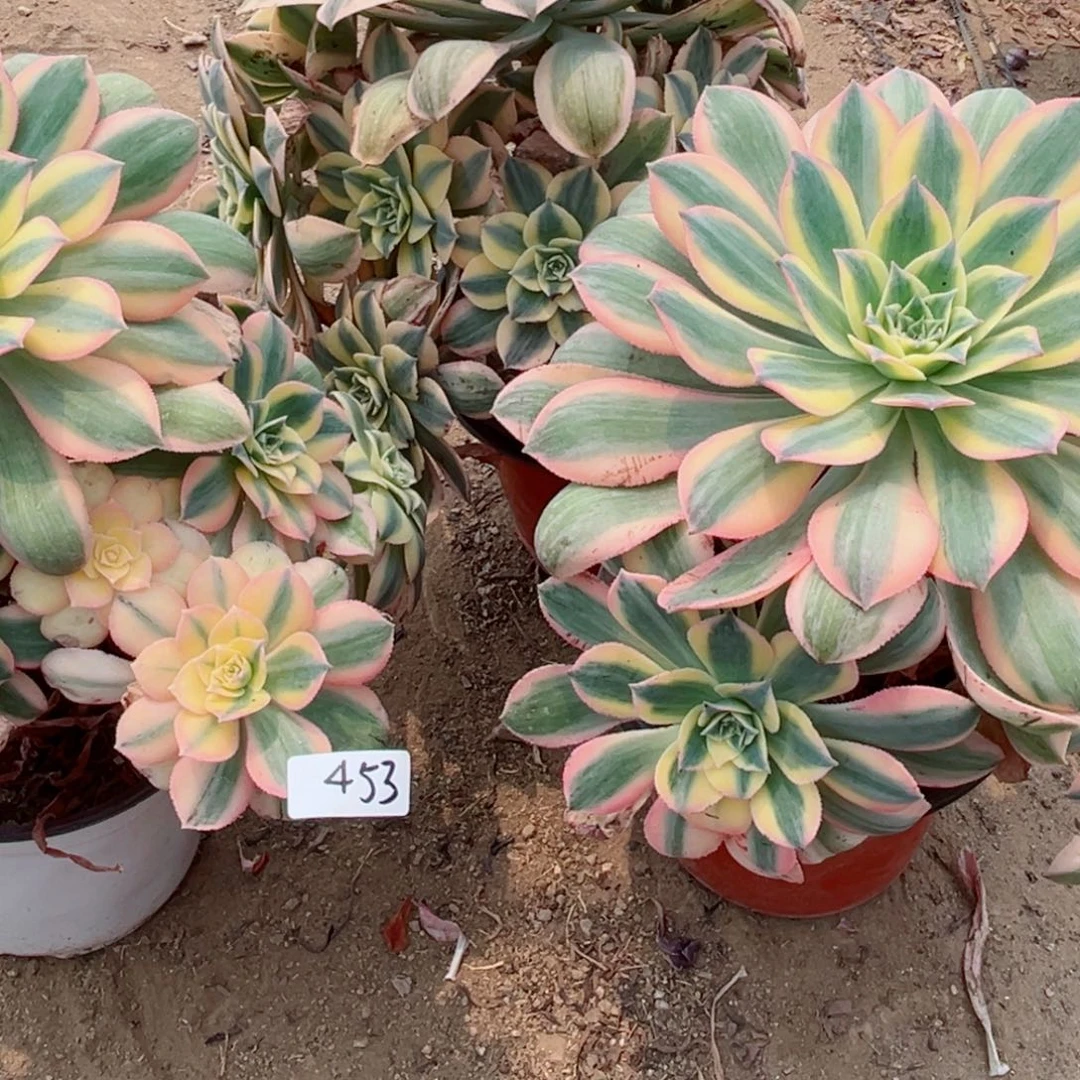 小*453灿烂法师多肉植物