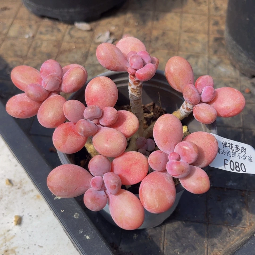 080-糖果桃蛋多肉10cm