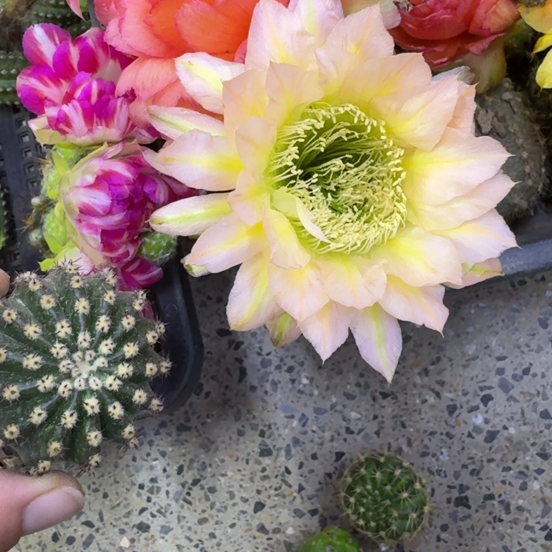 327彩草28歪无根侧牙4公分左右，20包邮