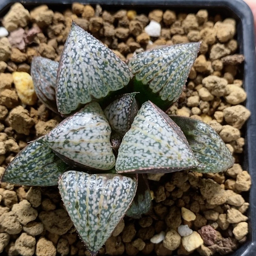 【闪购商品】73鲍勃红