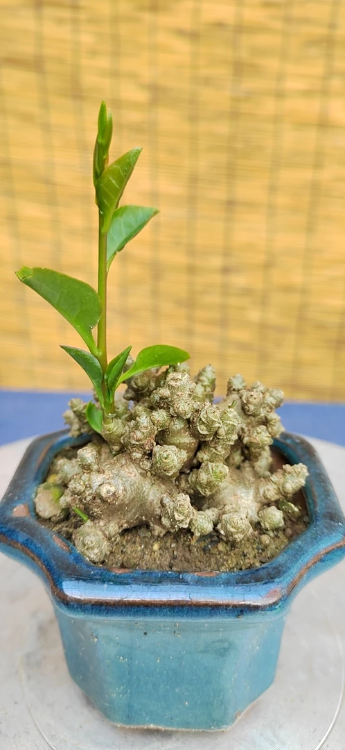 小精品茶台办公桌搭配微型盆景