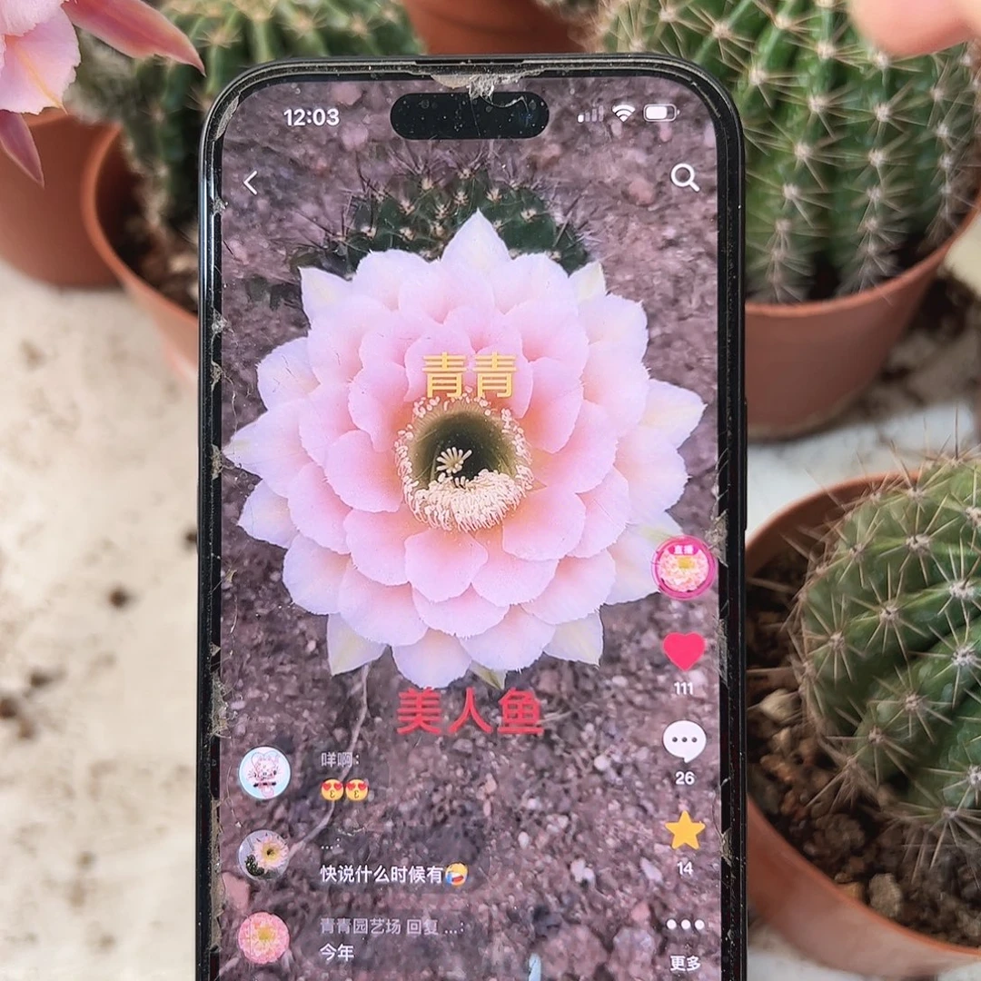 彩草青青美人鱼5.5-6公分左右