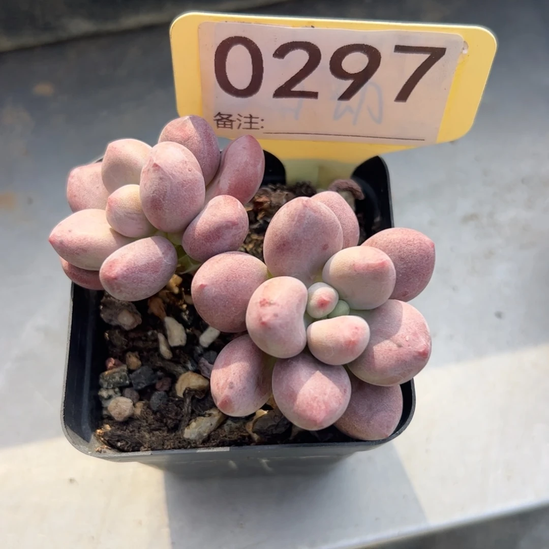 贵妃奶酪多肉植物