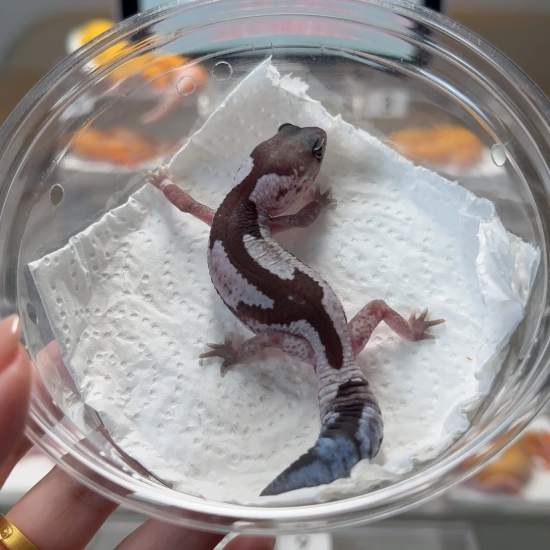 肥尾守宫奥利奥祖鲁弟弟