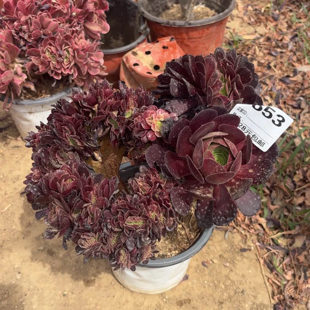 653欧子缀多肉植物