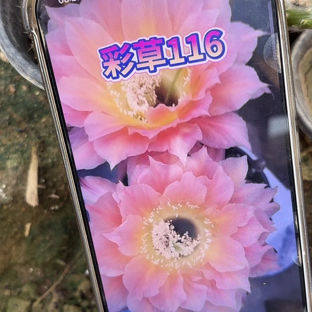 彩116有根五公分左右