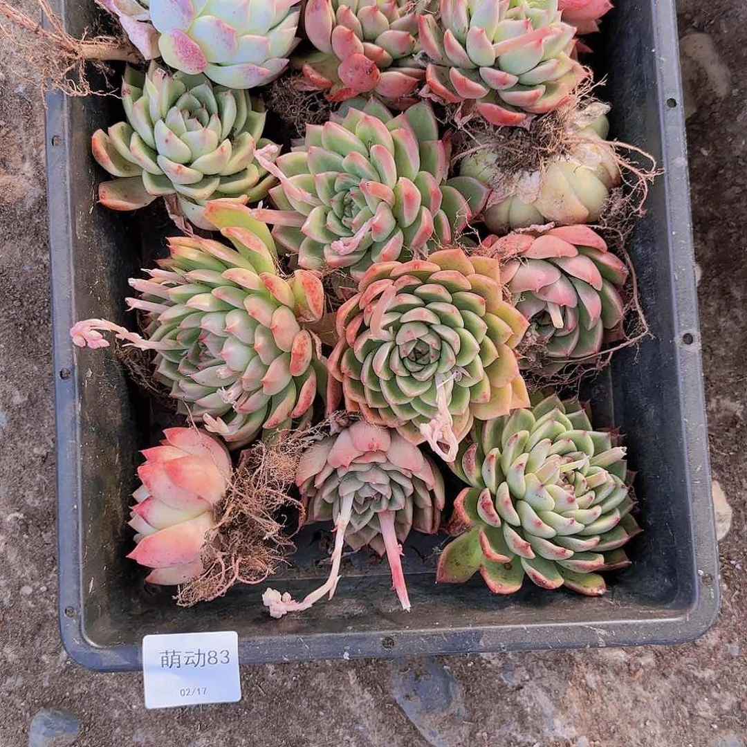 直播一物一拍多肉83