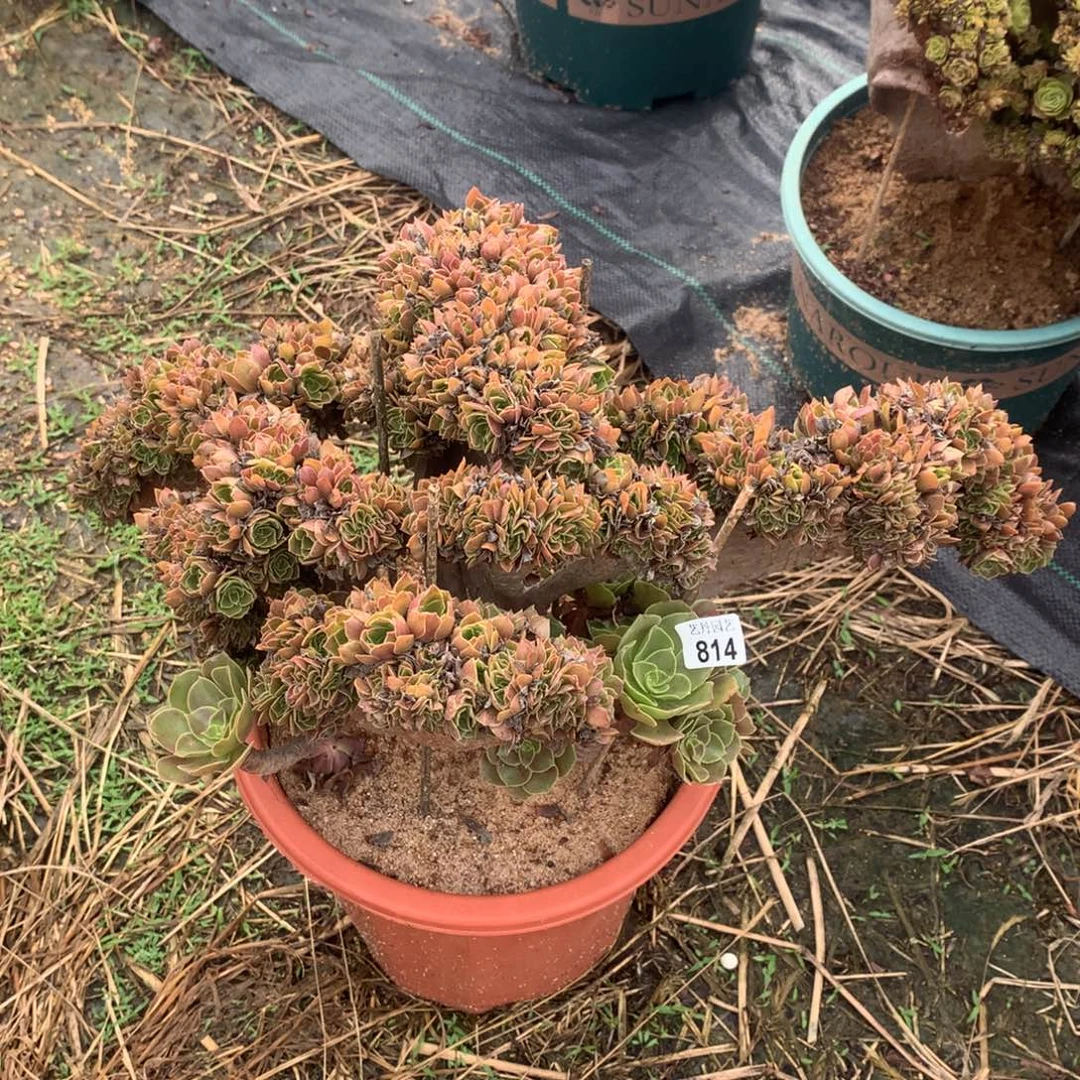 814玫瑰朵朵一颗缀化
