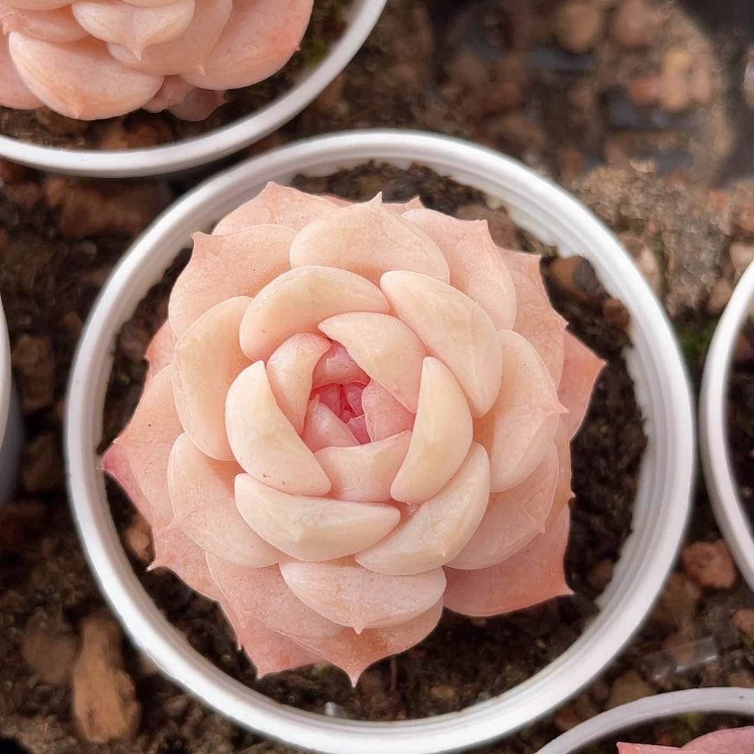 优选纯爱福利9238