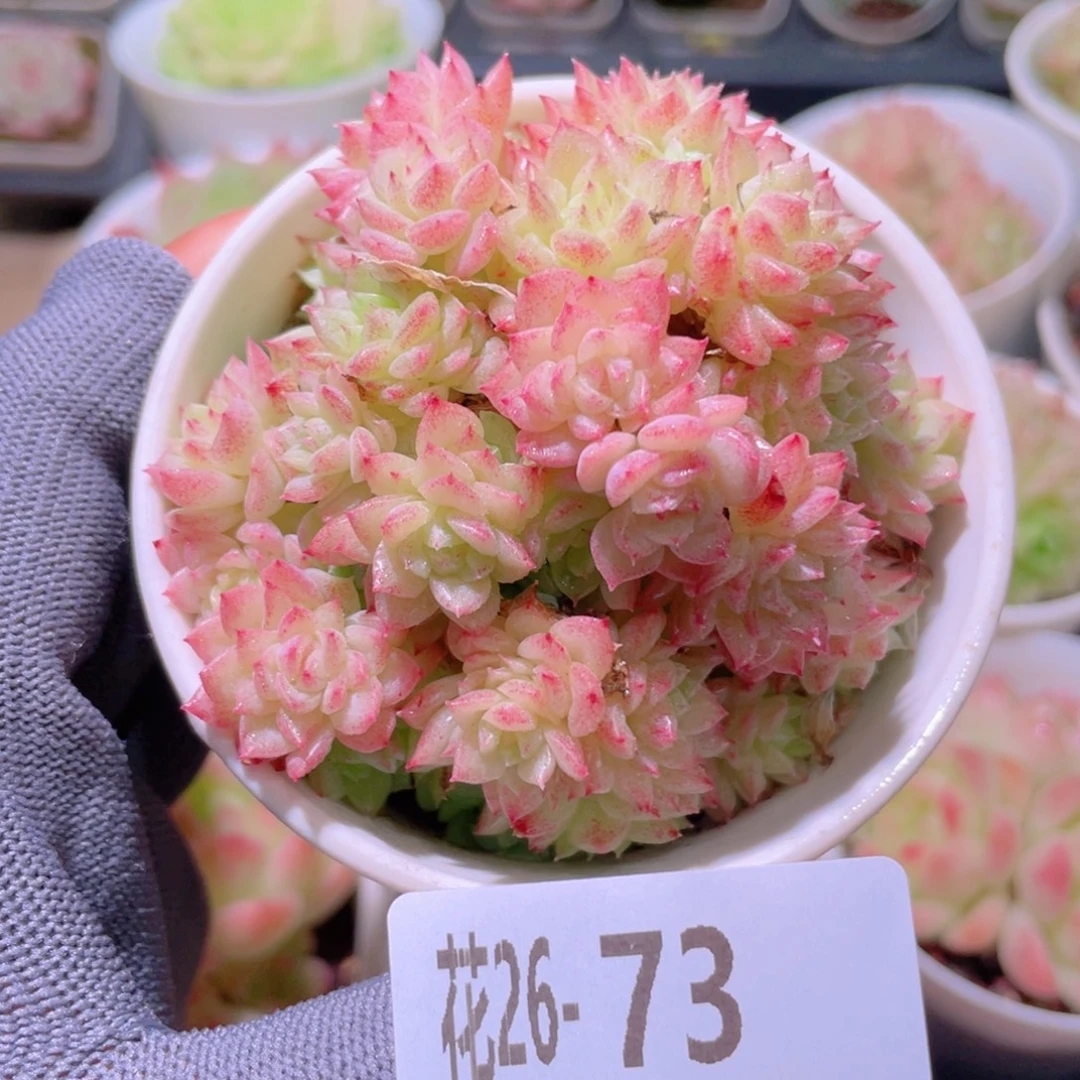 花利美26-73麦秆群