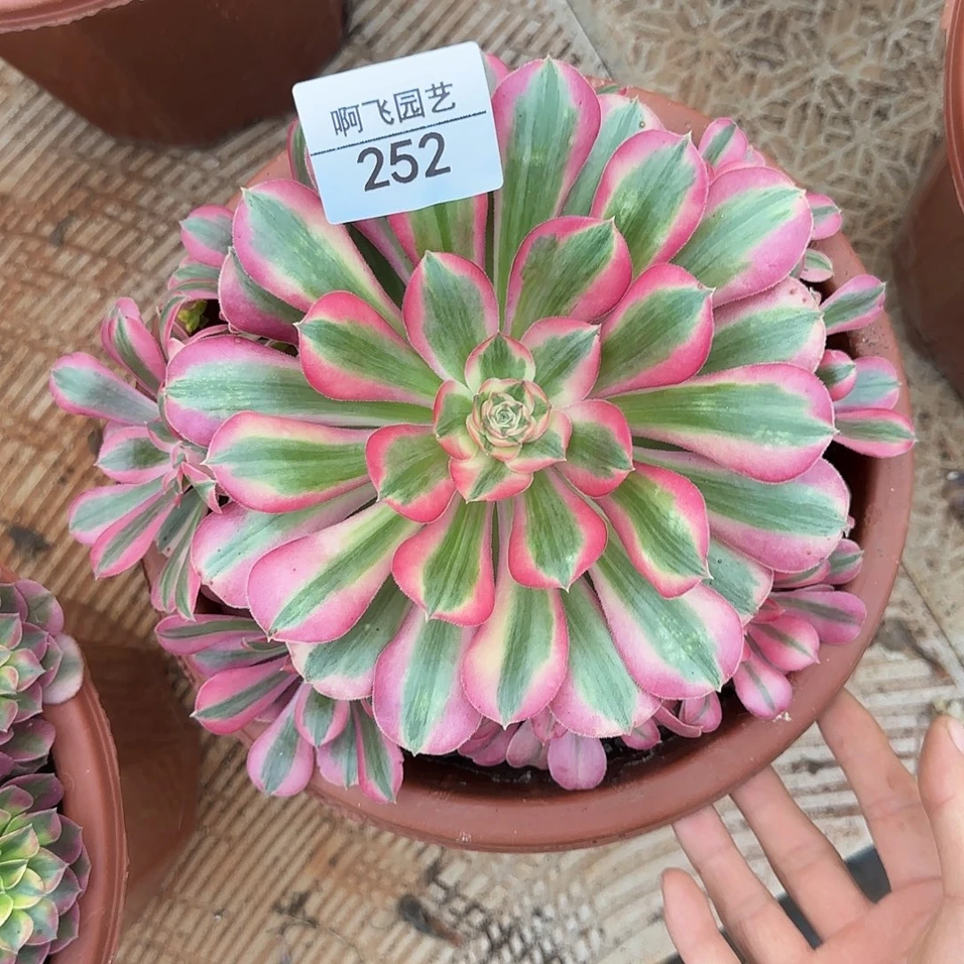 252多肉七彩石法师