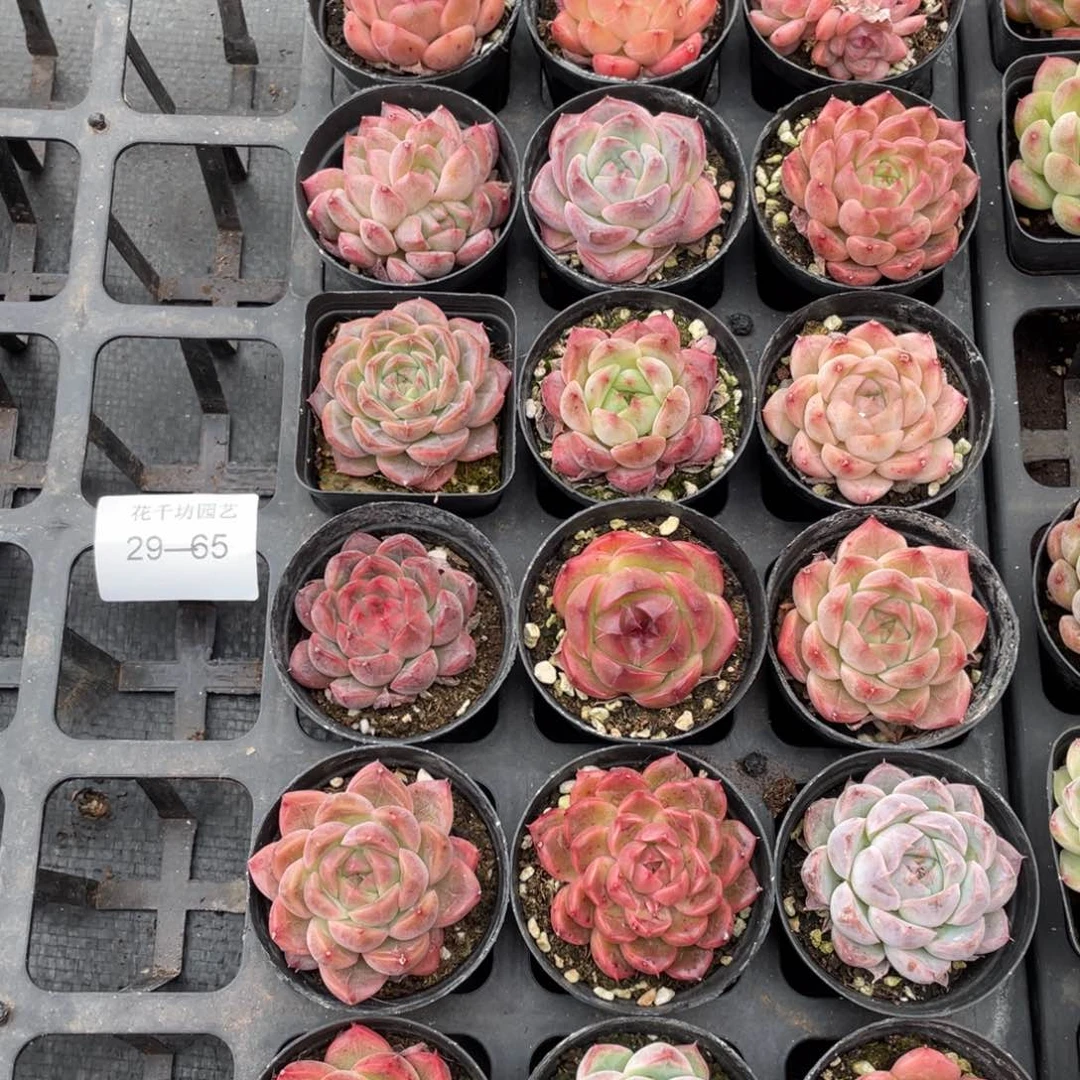 一物一拍18颗29-65