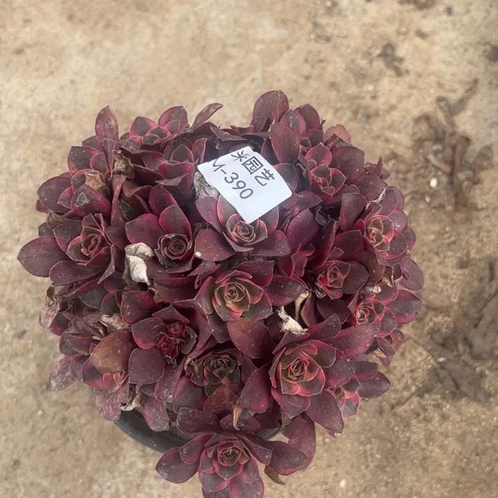 纳福绣球多肉植物390