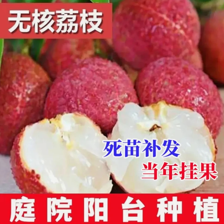 【当年结果】无核妃子笑荔枝王桂味带土球盆栽地栽庭院种植果树苗2