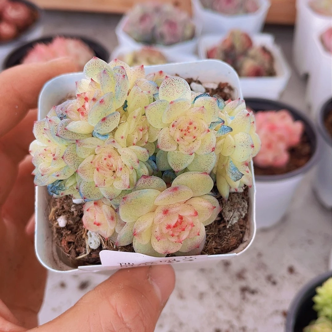 00000000000000003量拍