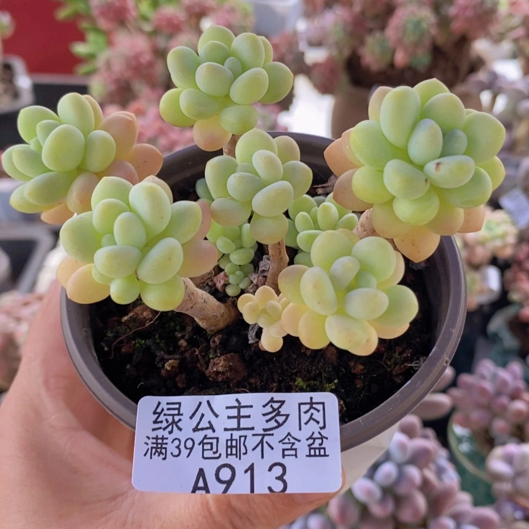 洛可可6cm913多肉植物