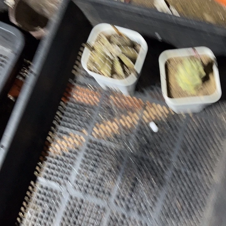 小***定向小葵2颗球球包邮