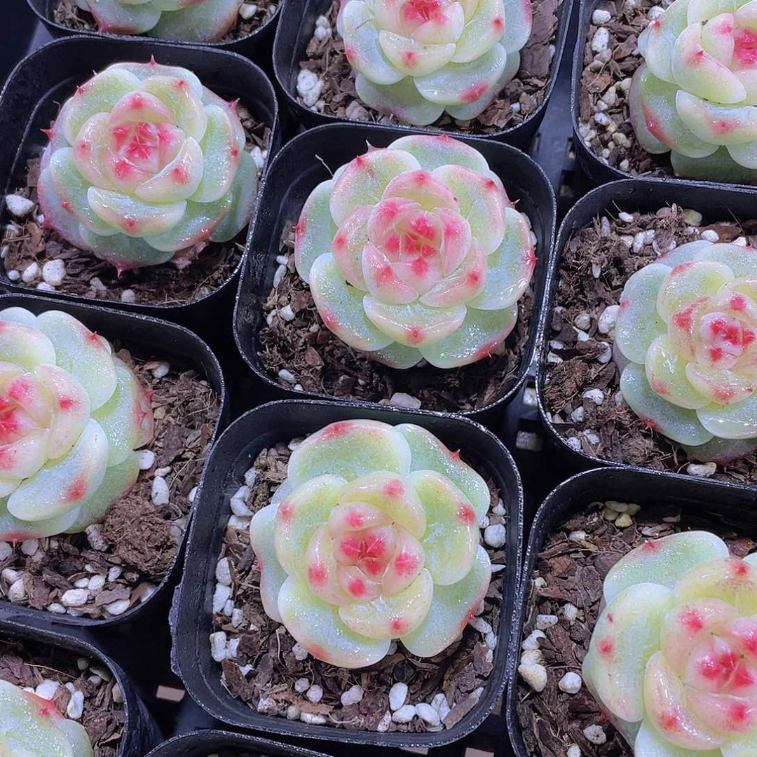 量拍149号 绿菩提珍妮单头一个