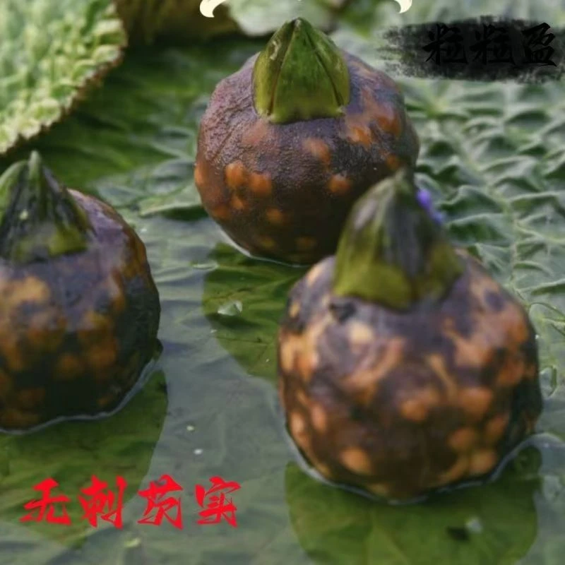 高产无刺苏芡种子杂交鸡头杆种子芡实苗鸡头籽种籽鸡头梗苏芡种籽