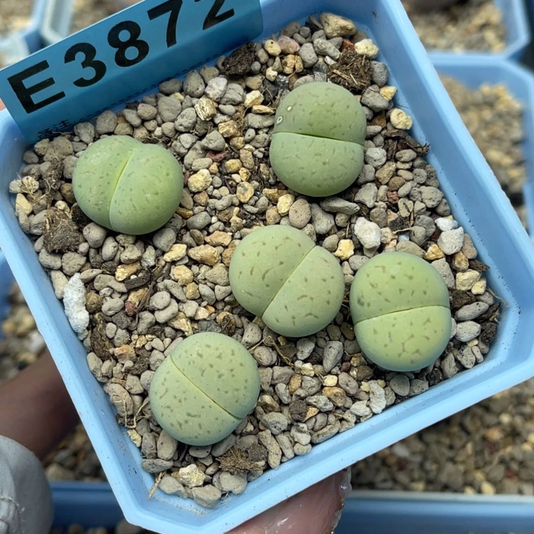 3872红纹绿大白五颗