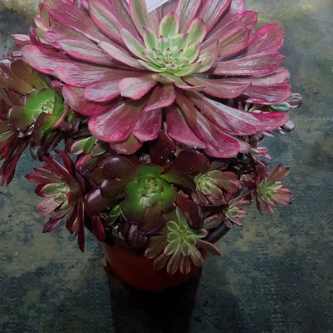 红陶1011紫霞多肉3333