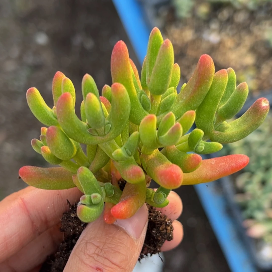 多肉植物111111111111111