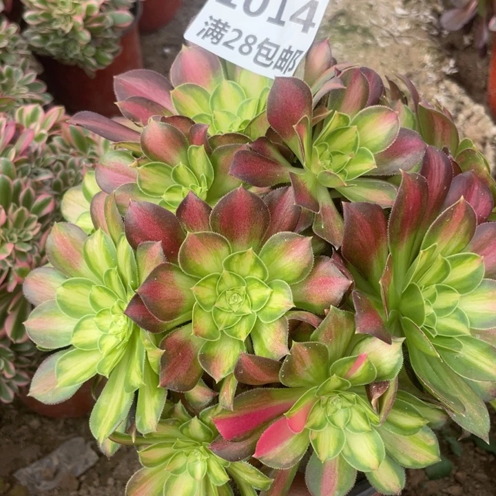 1014韶华多肉植物一号棚B