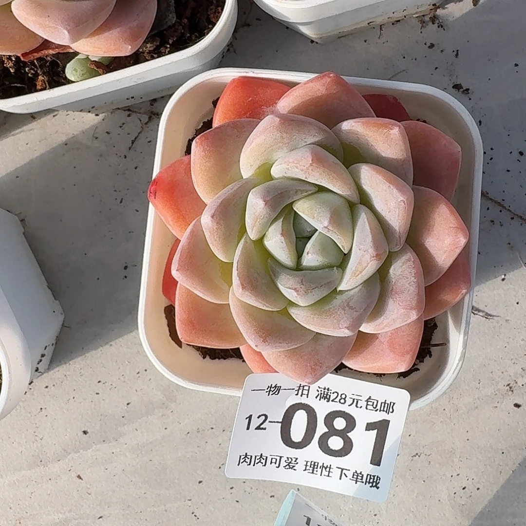冰玉无盆土盆土发货无无