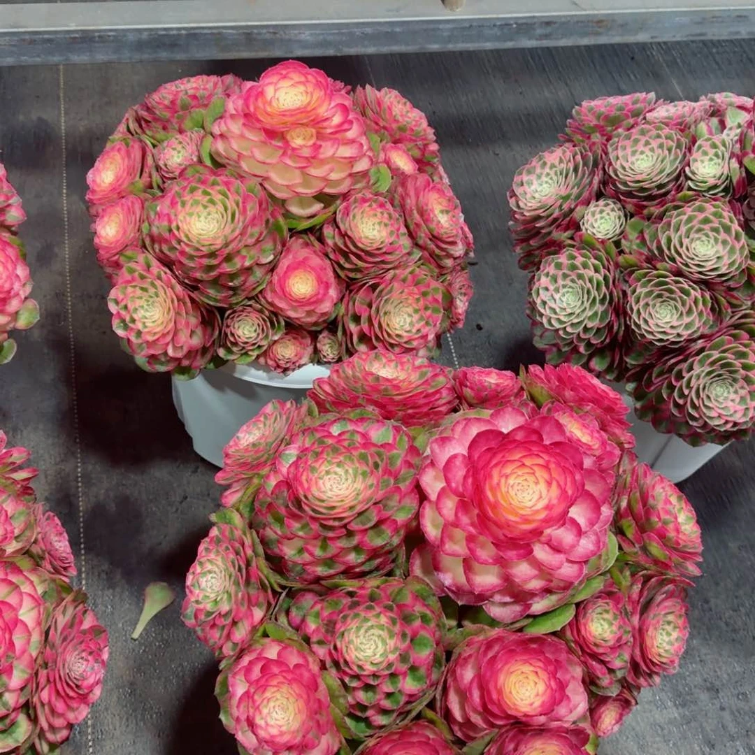 小**?多肉植物发货发货