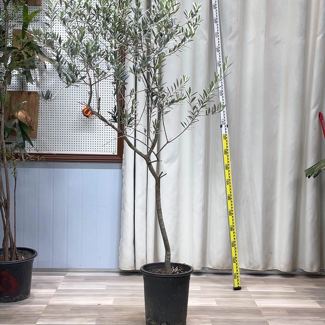 龟背竹的作品有很多人喜欢的是这首