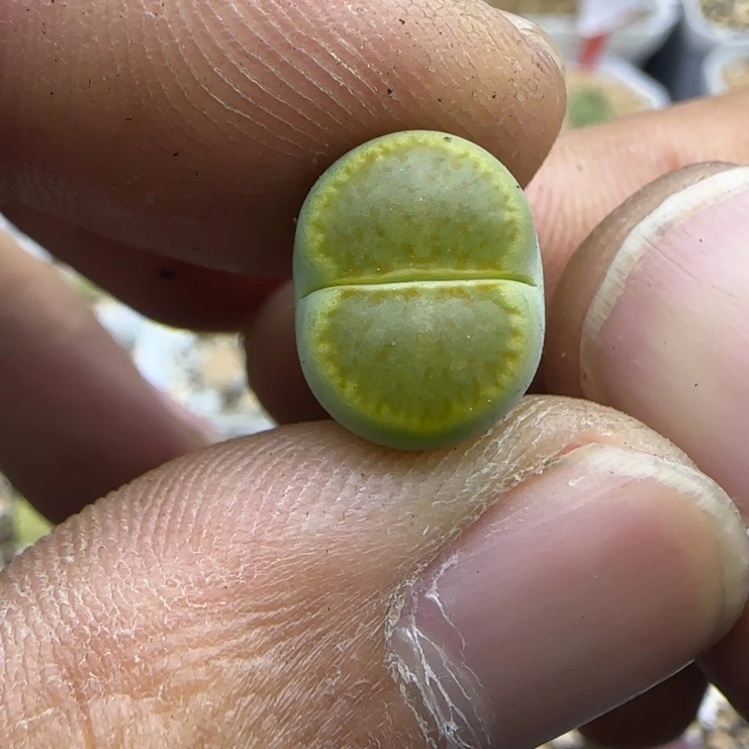 294 生石花大棚直播