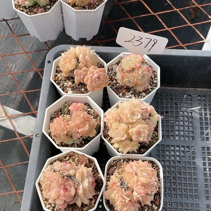 薇薇安园艺多肉2379