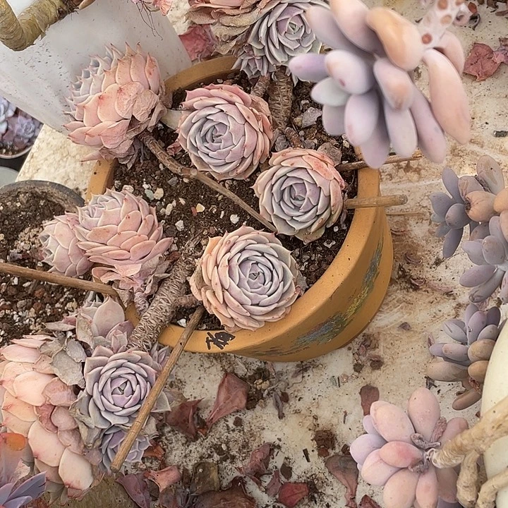 猪****多肉植物，一物一拍