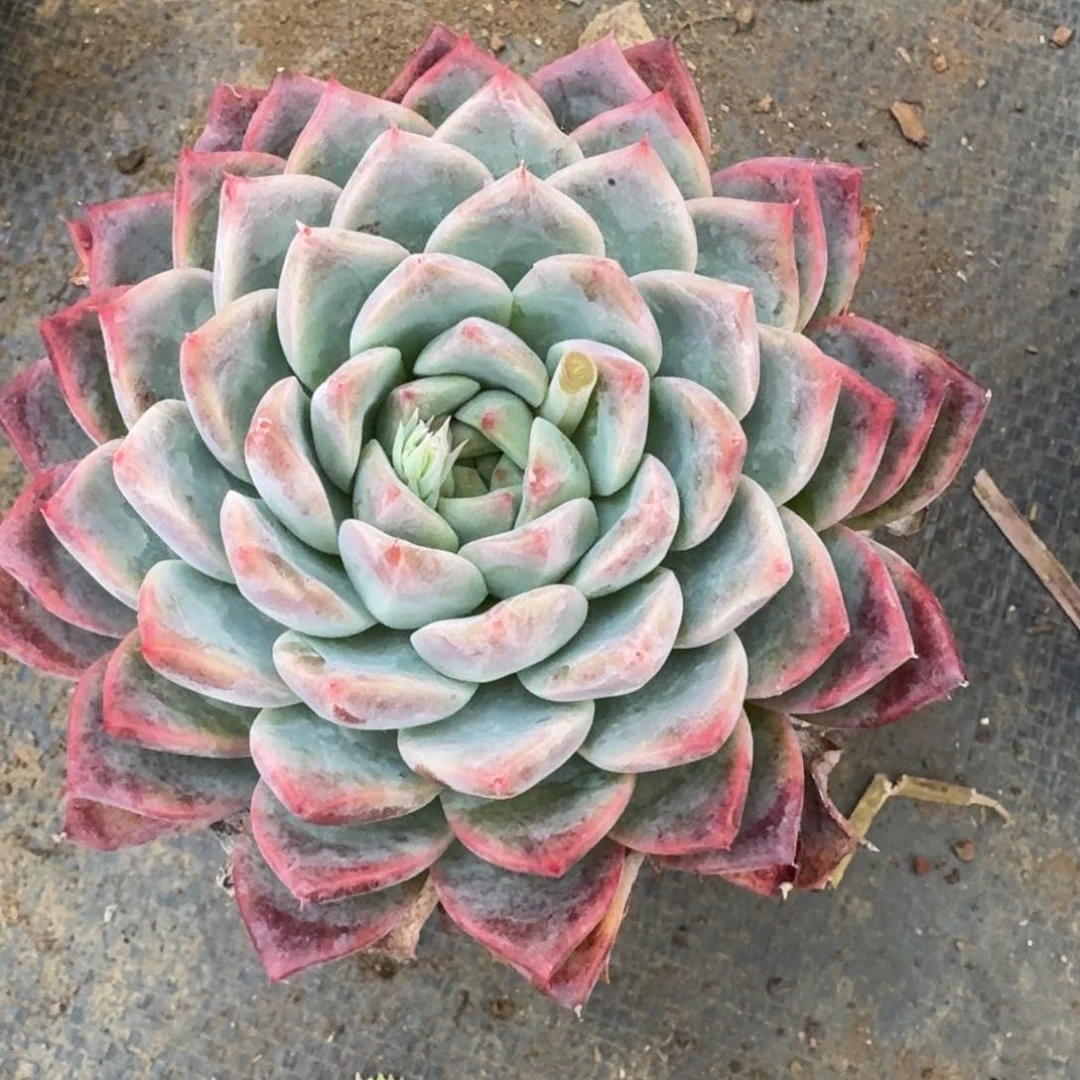 多肉杂交一物一拍27-116